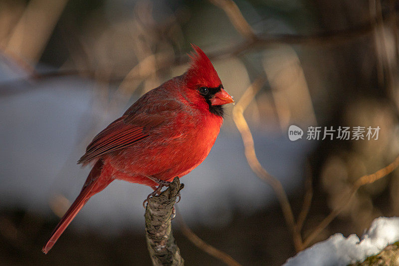 雄性红红衣主教(Cardinalis Cardinalis)，冬季的红衣主教鸟。